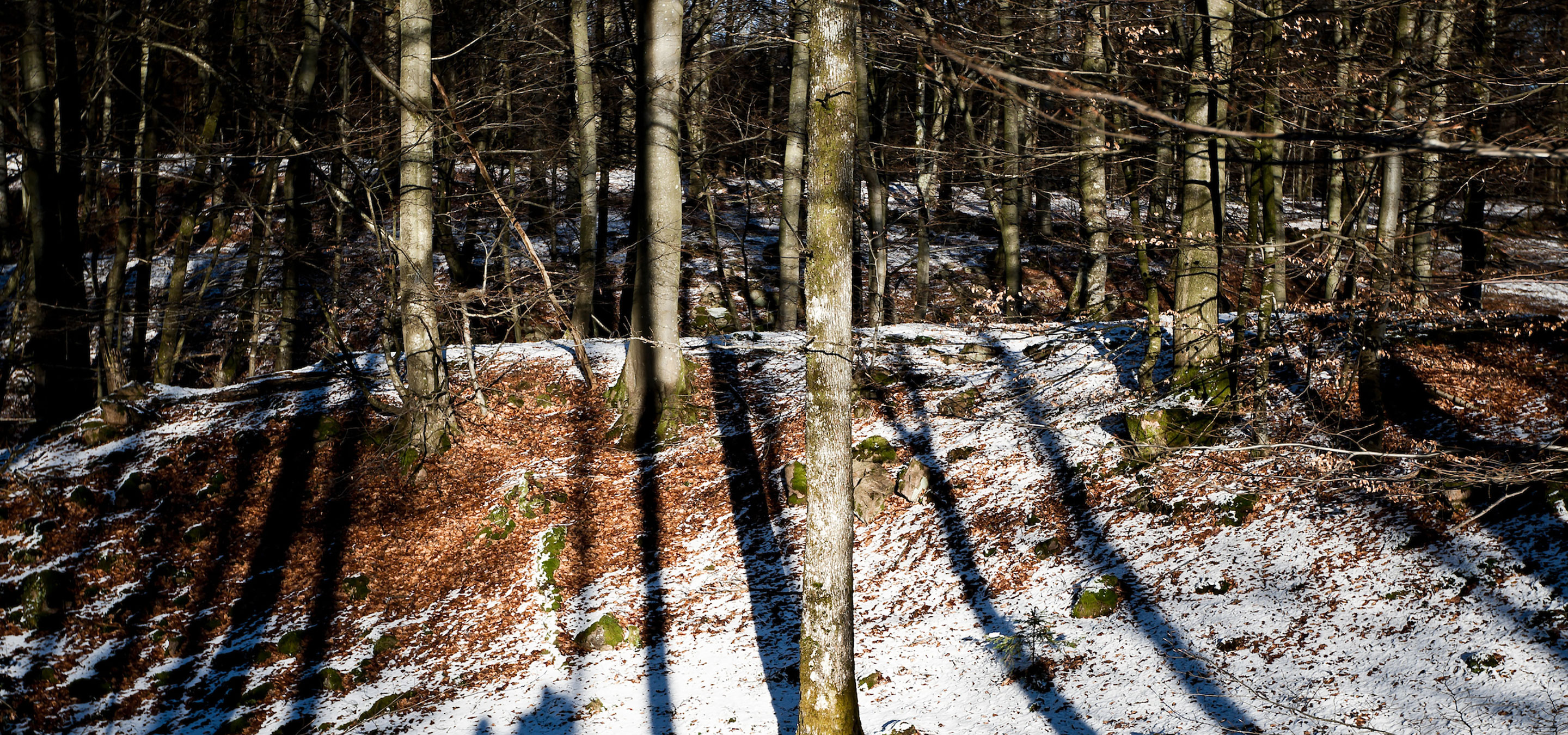 Skog på vintern;